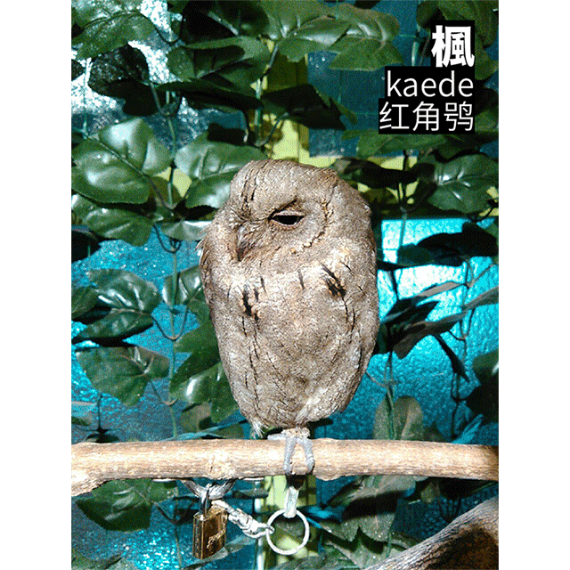 京都可以撸猫头鹰的咖啡厅,了解一下?