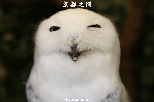 京都可以撸猫头鹰的咖啡厅,了解一下?