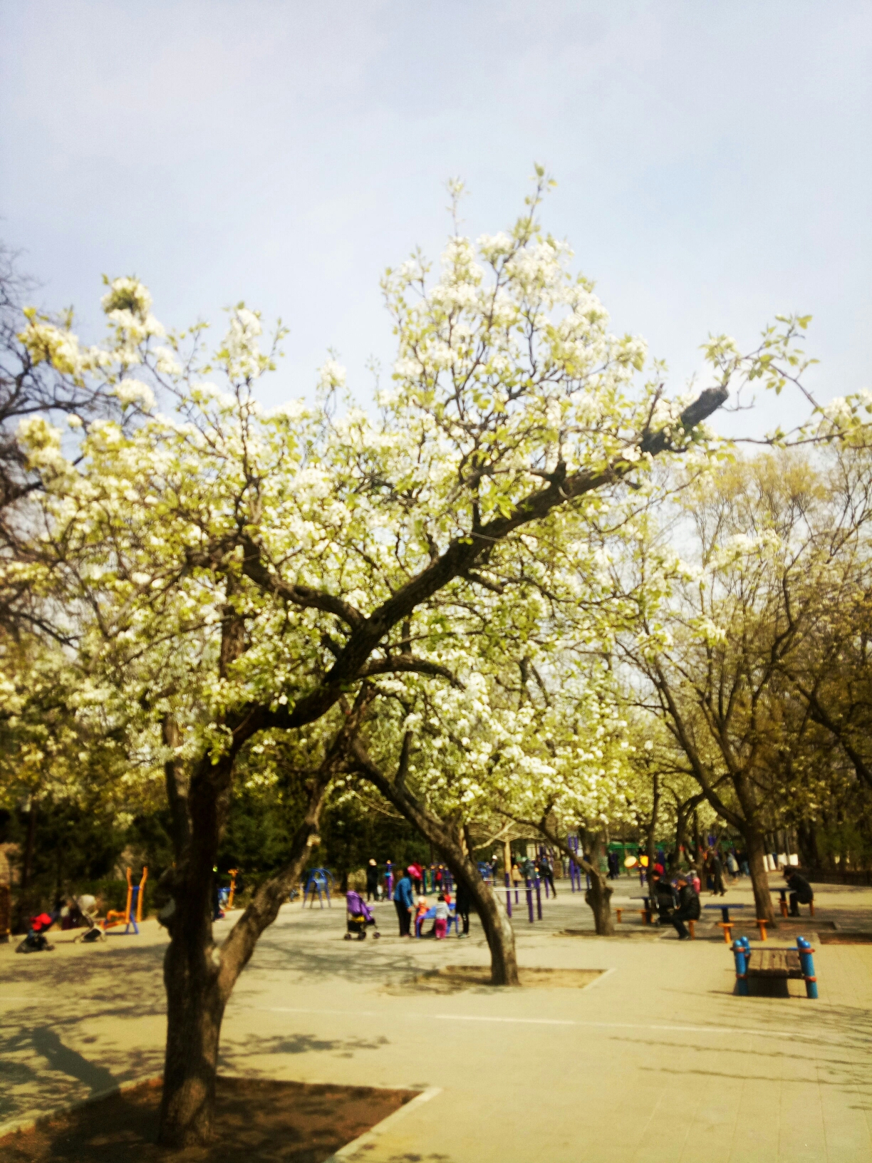 2019-3-29北京地坛公园之春赏花无花