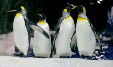 440_260gif 动态图 动图