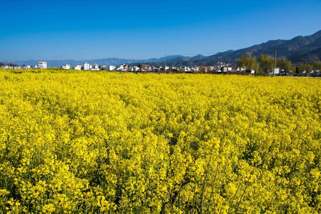 丽江油菜花观赏全攻略(含花期,地址,门票)