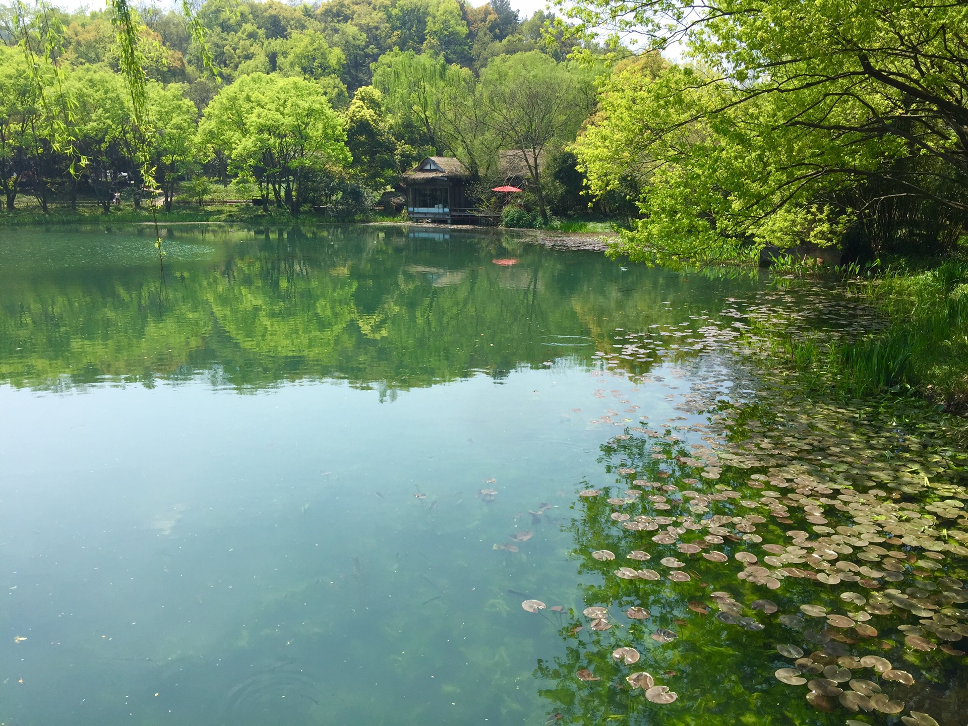 野趣西湖之浴鹄湾,乌龟潭,湖畔大学