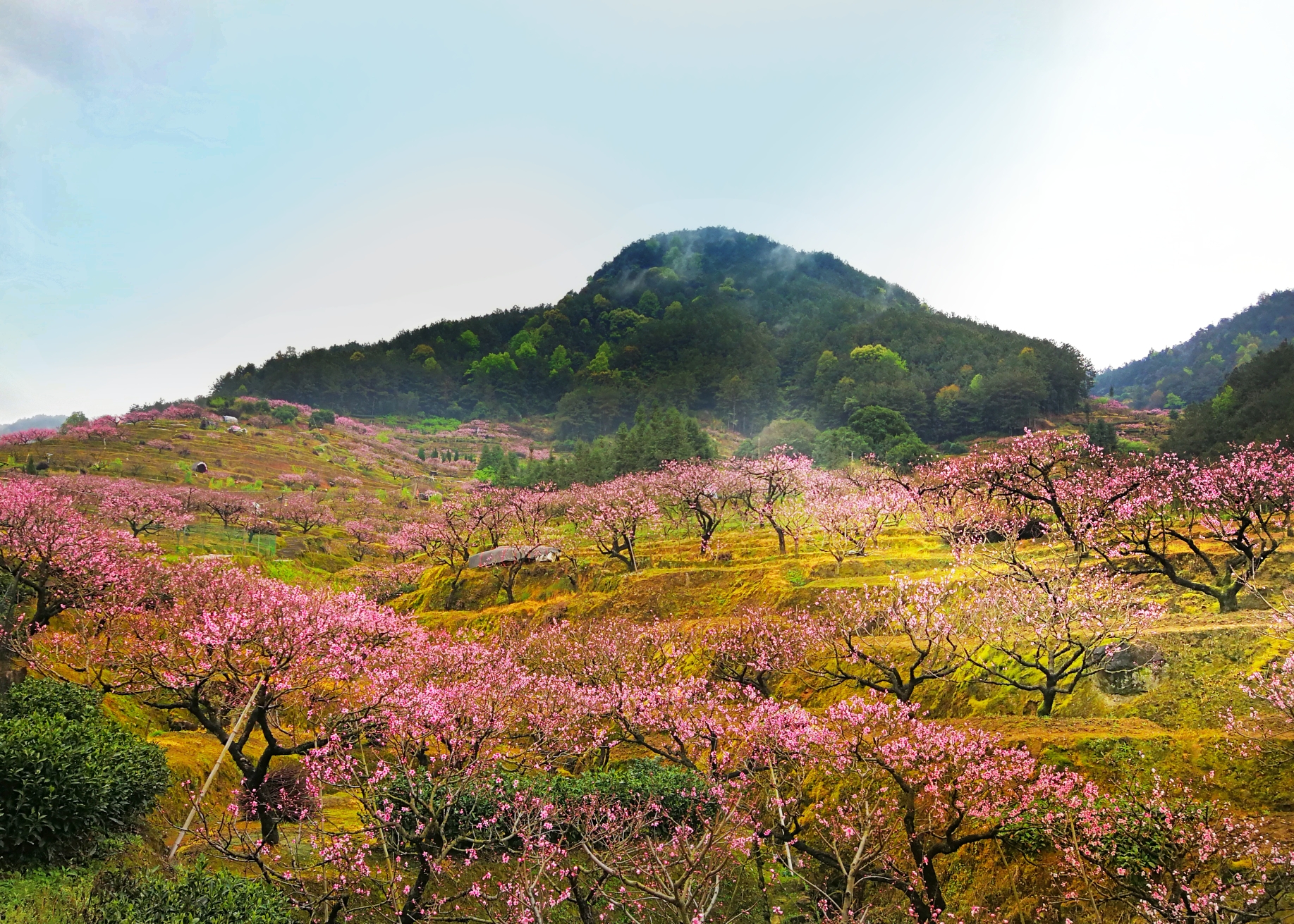 畲乡穆阳桃花&廉村