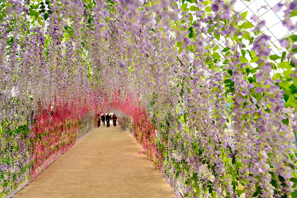 “紫藤花海”