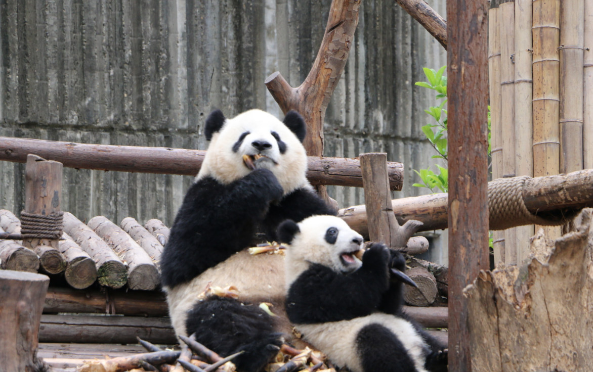 四川现在的天气如何，打算去那边自由行