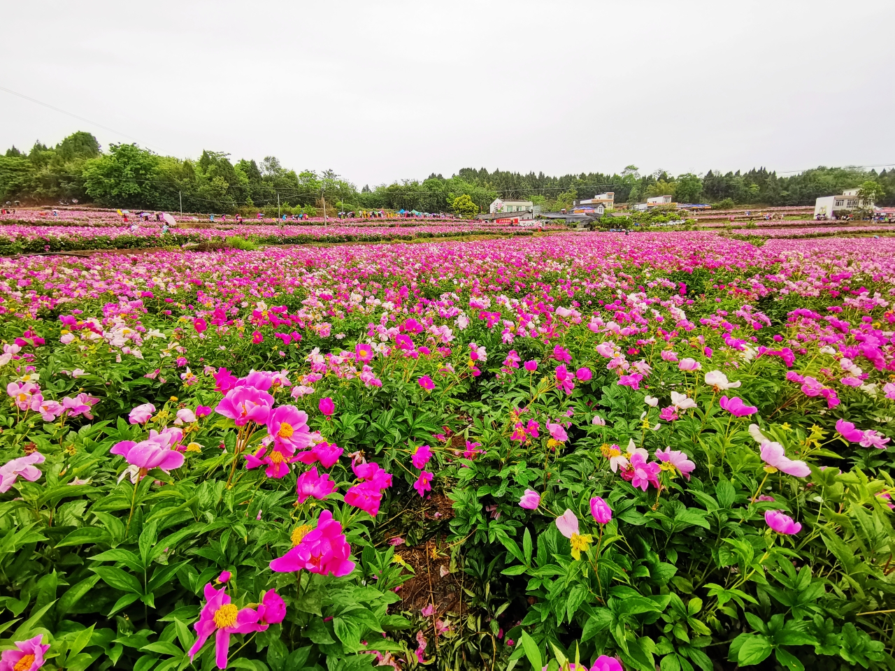 中江县凡龙村花千谷,芍药花盛开