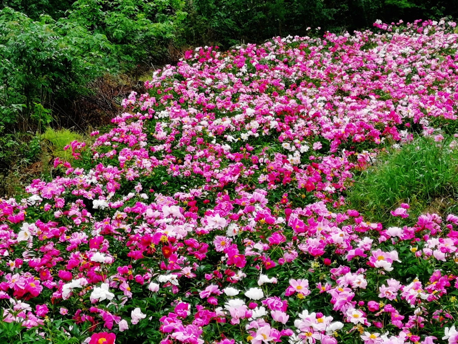 中江县凡龙村花千谷,芍药花盛开