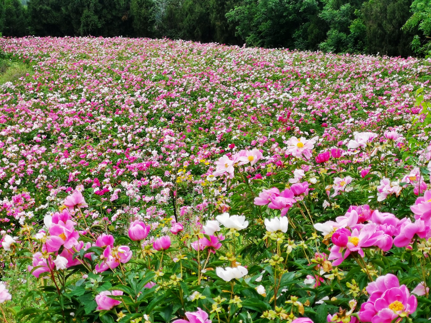 中江县凡龙村花千谷,芍药花盛开