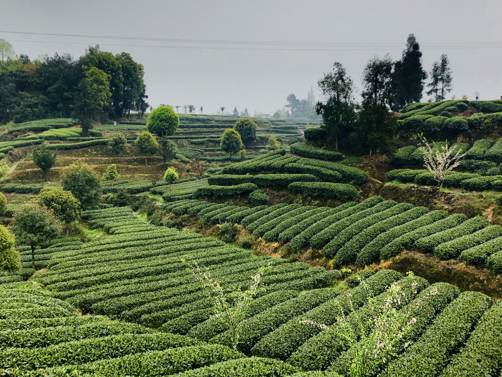 茶山之行名山牛碾坪万亩茶园