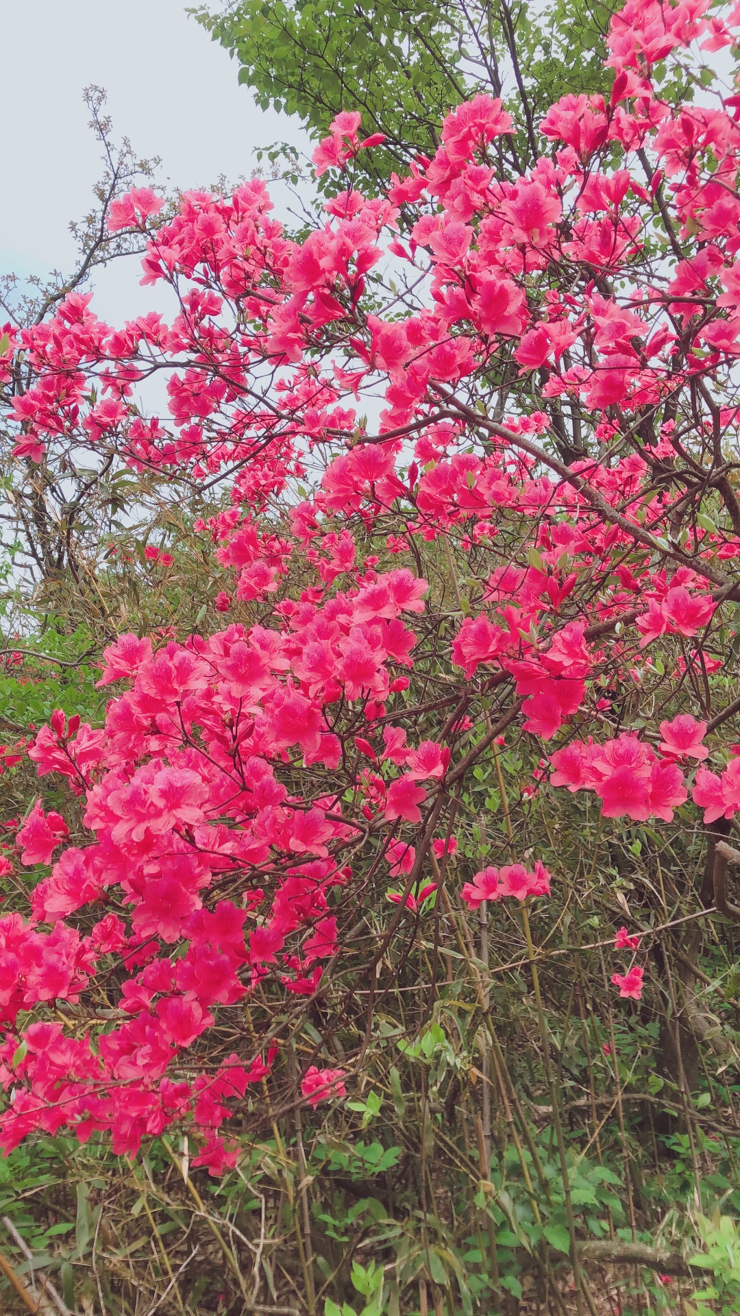 余杭自由行攻略——游鸬鸟山赏映山红余杭