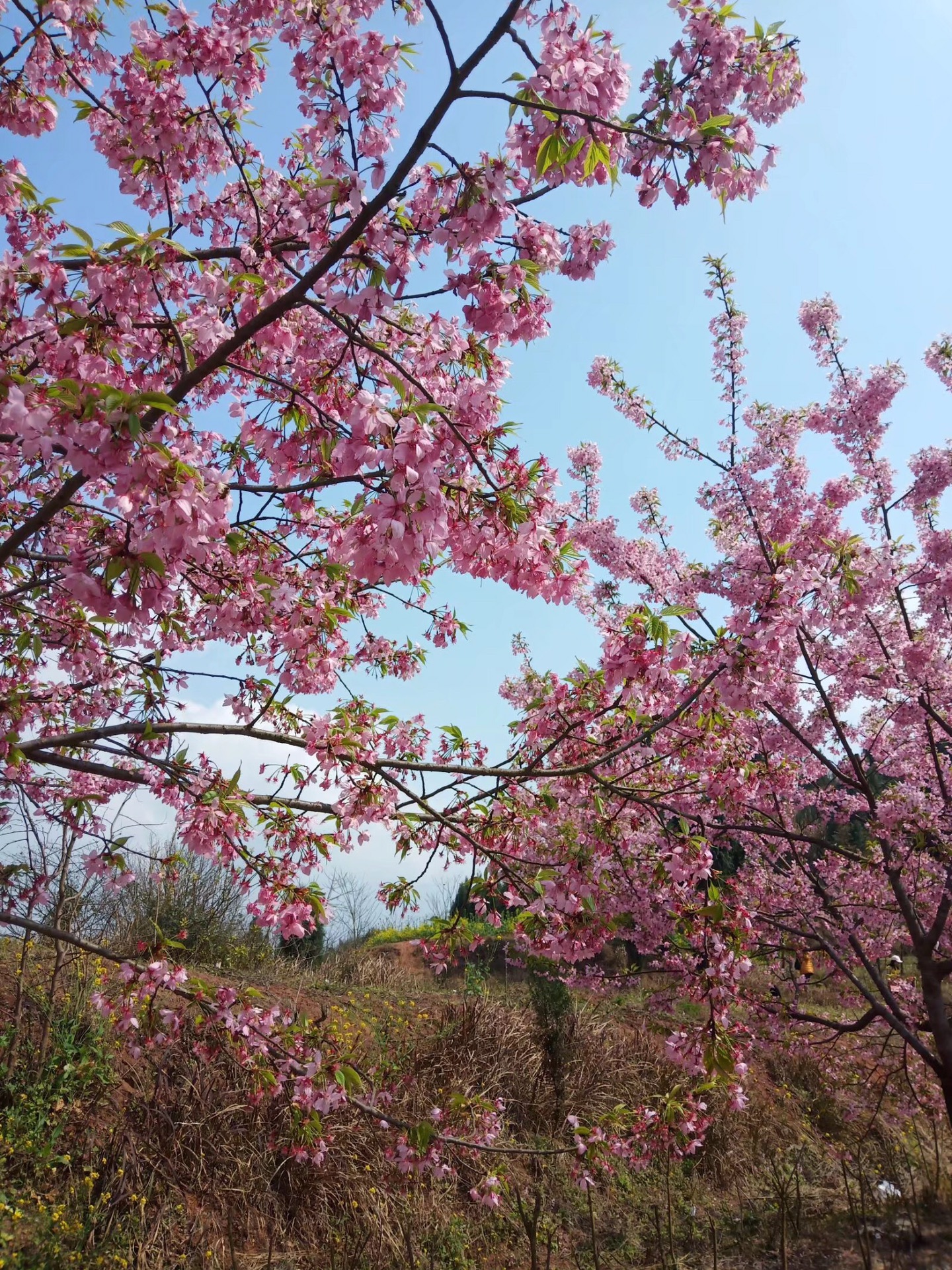 都京镇樱花