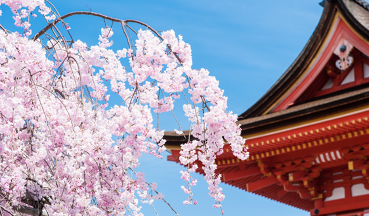 樱花季 日本京都岚山樱花隧道赏樱一日游(哲学之道/岚山/樱花隧道