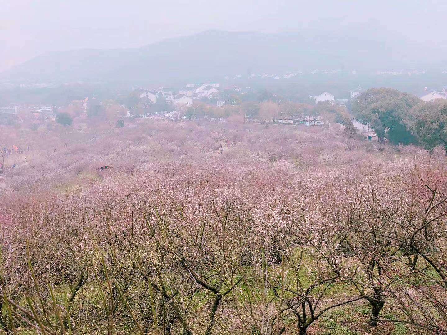 光福香雪海,苏州自助游攻略 - 马蜂窝