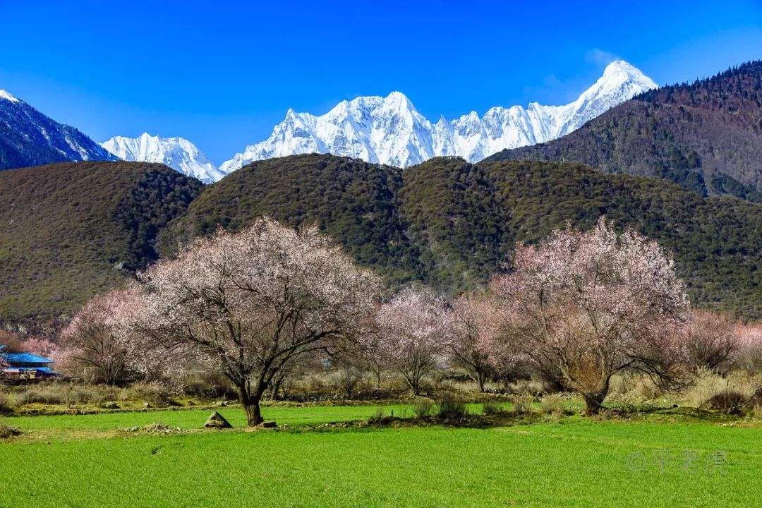 西藏 自由行攻略 索松村是拍摄南迦巴瓦峰和桃花