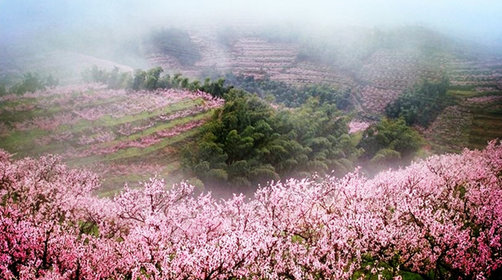 桐庐桃花谷·踏花赏春一日游(桃花谷 油菜花海 草莓采摘 放飞纸鸢)