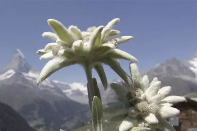 雪绒花etoiledesalpes(法)——著名的高山花卉之一,被誉为阿尔卑斯山