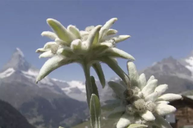 younng给我们科普雪绒花etoiledesalpes(法)——著名的高山