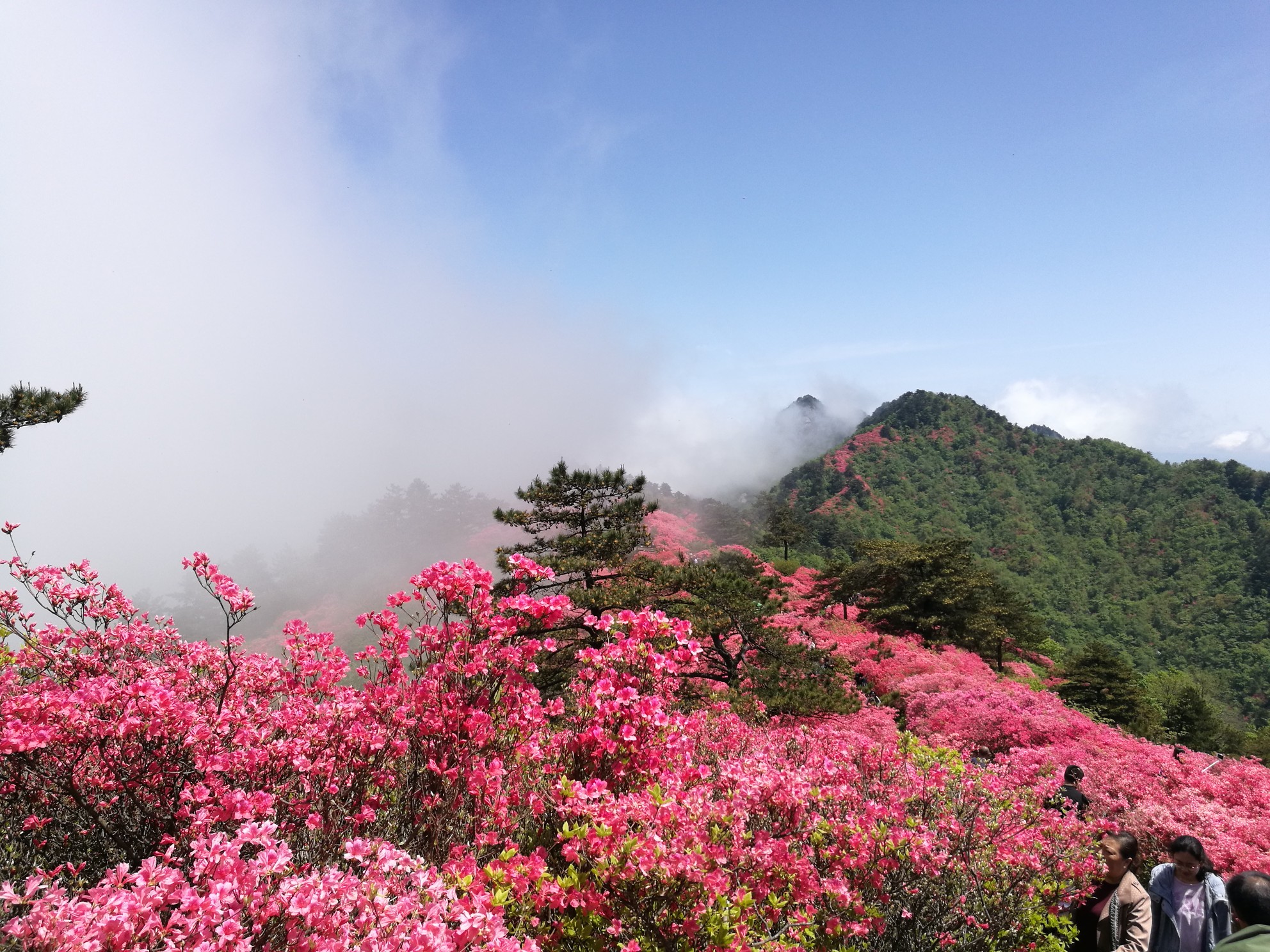 自驾游之麻城杜鹃花