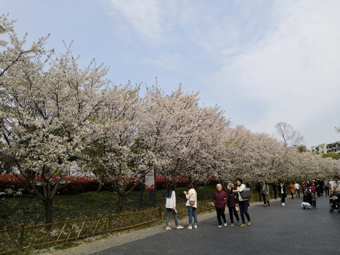 金华国际友城公园赏樱花