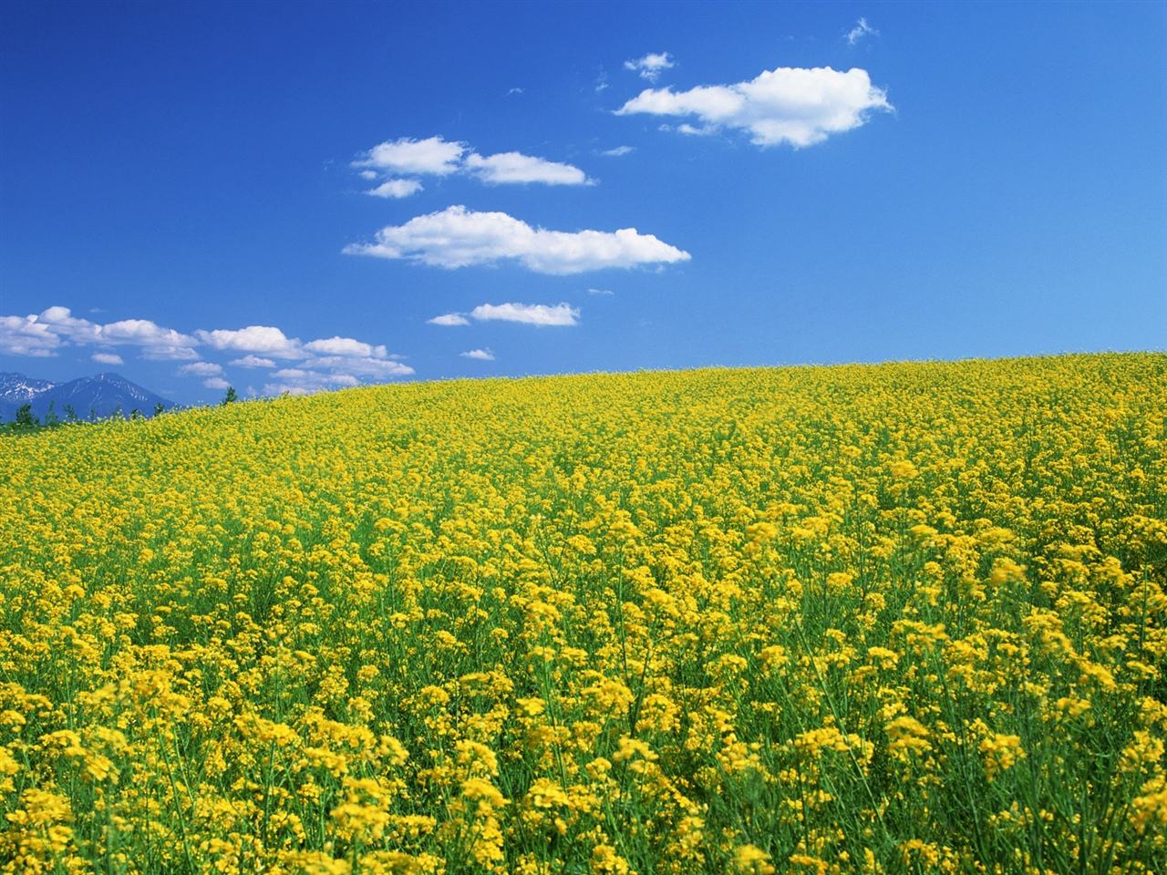 国内油菜花 | 15大油菜花海大盘点,2019观赏指南