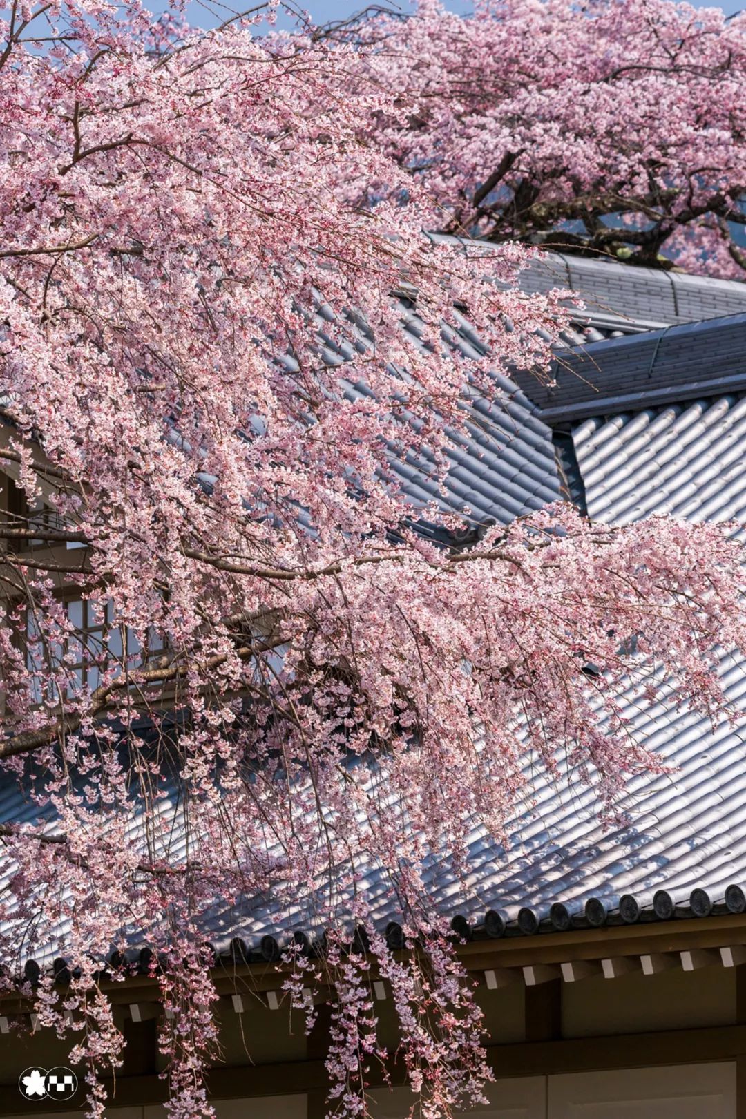 2019樱花季,京都赏樱名所 热门活动推荐来啦!