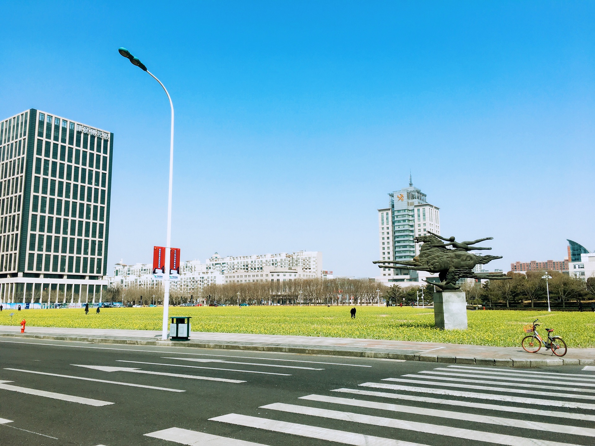 滨海新区泰达城市公园油菜花田