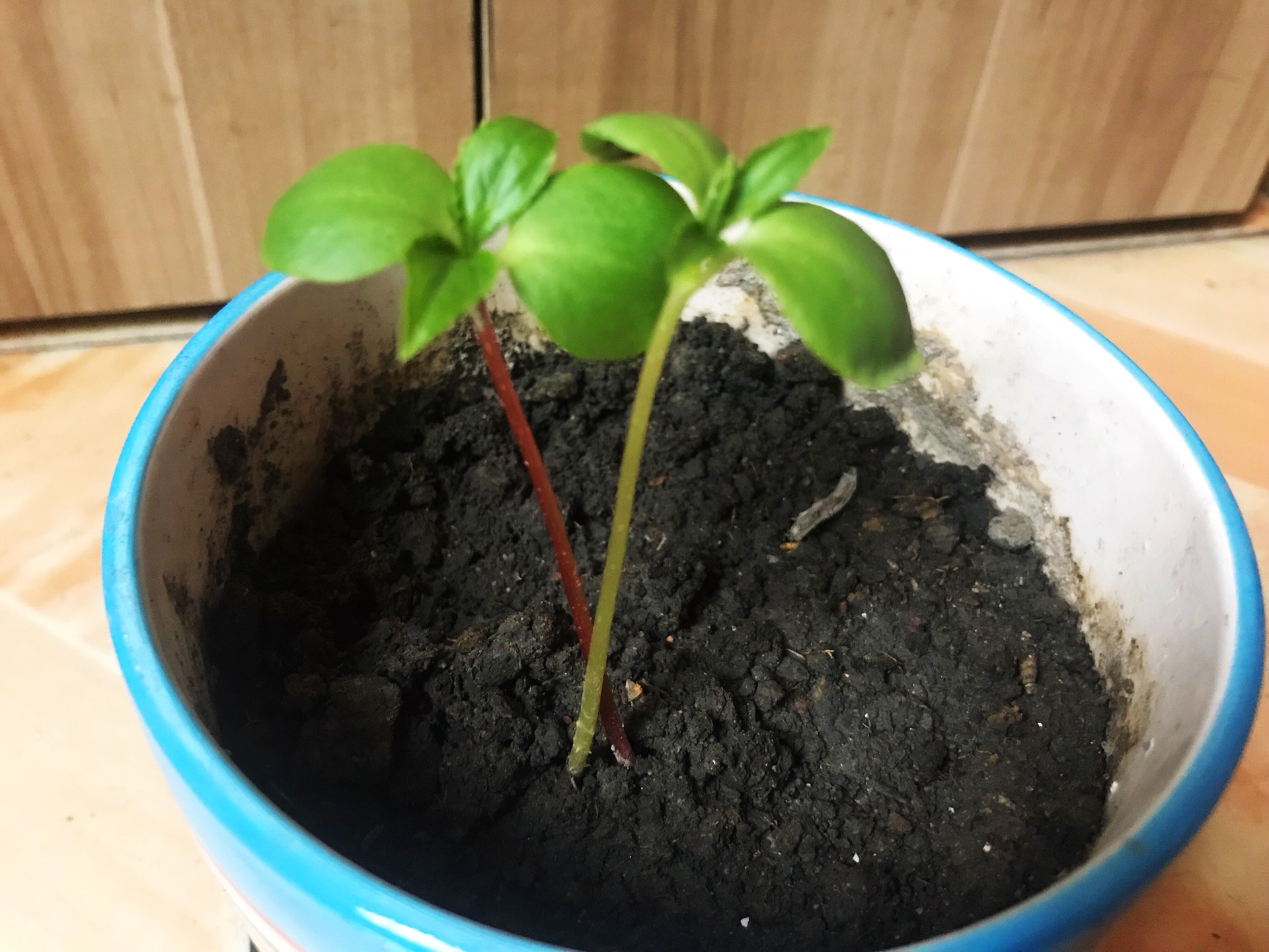 凤仙花生长日记