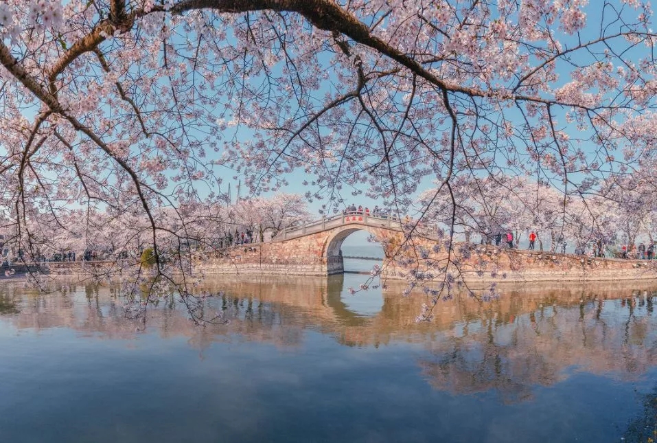 今年还将举办2019鼋头渚国际樱花节,时间为3月1日-5月1日