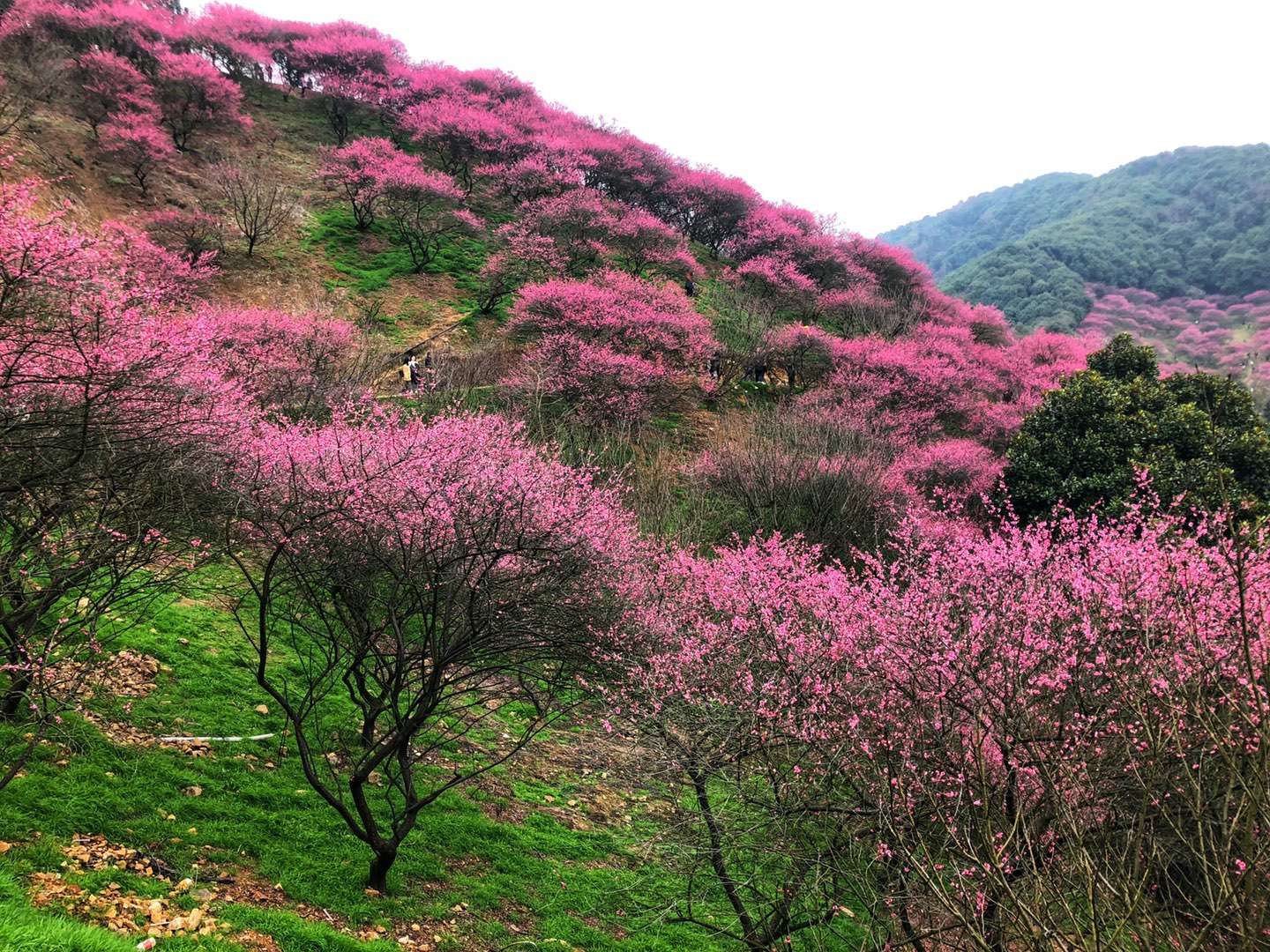 亦行奉化梅花谷探花之旅