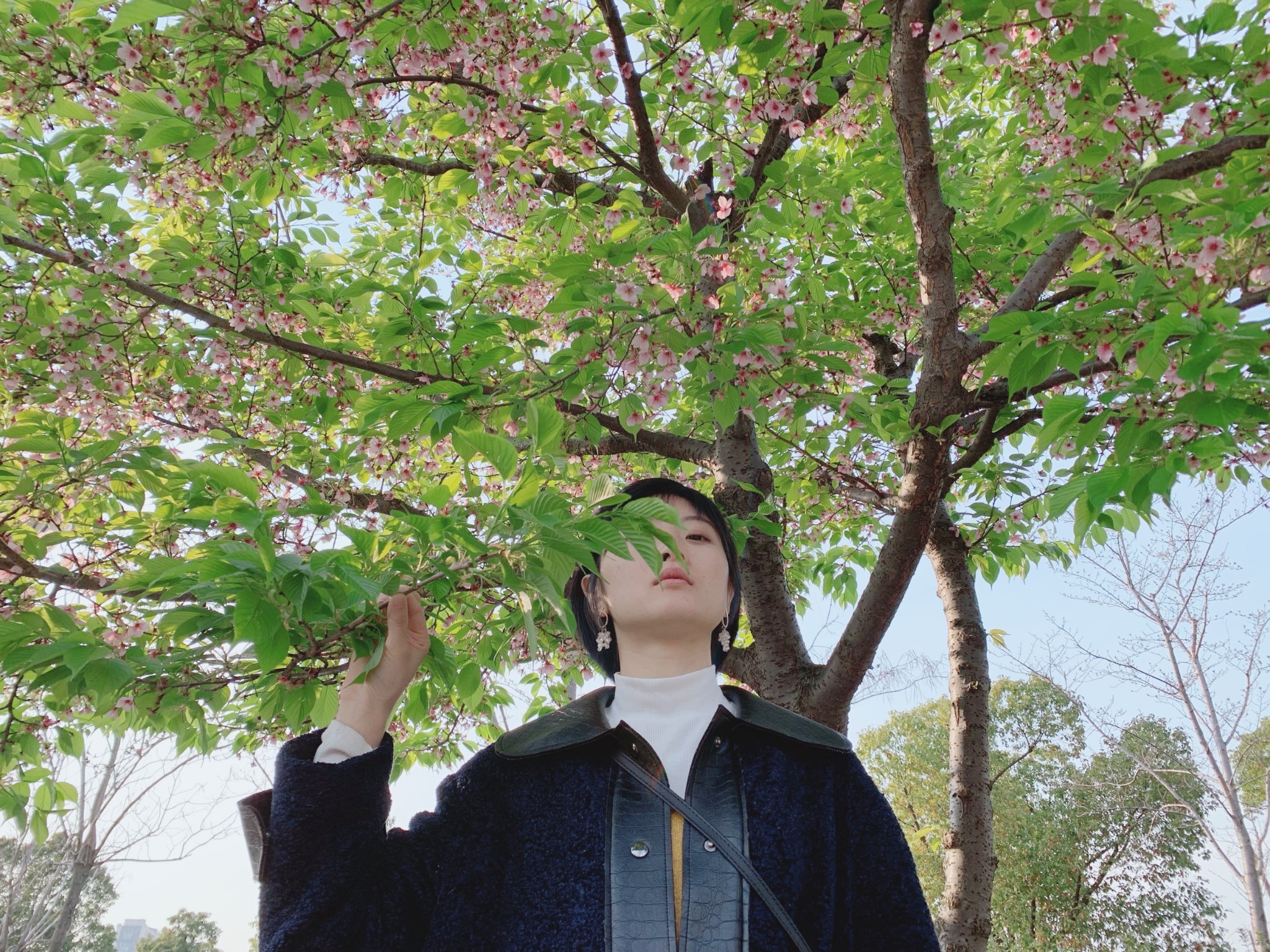樱花叶子挡脸