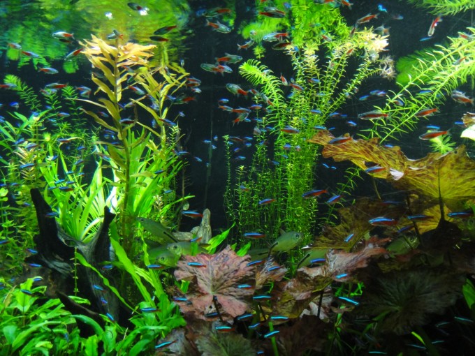 第一的水族馆。(一看就知道此段复制于网络) 其实这天我是极度崩溃的。第一早晨起来下雨了,我们没带伞;第二当时的海洋馆没有任何网络售票,必须冒着大雨带着曦宝现场排队;第三人是真的多,恰逢儿童节又下雨,可能大家都想着这是室内溜娃的好去处吧。。。当时好不容易从室外一手撑伞一手抱娃排到室内继续排队,看到眼前赫然立着本馆未在任何网络渠道售票的告示,真的是忍不住要吐槽啊。刚看了下几年过去了,现在携程上有售票了啊,还便宜5块钱呢,哼!搞不懂你们当年傲娇的啥!