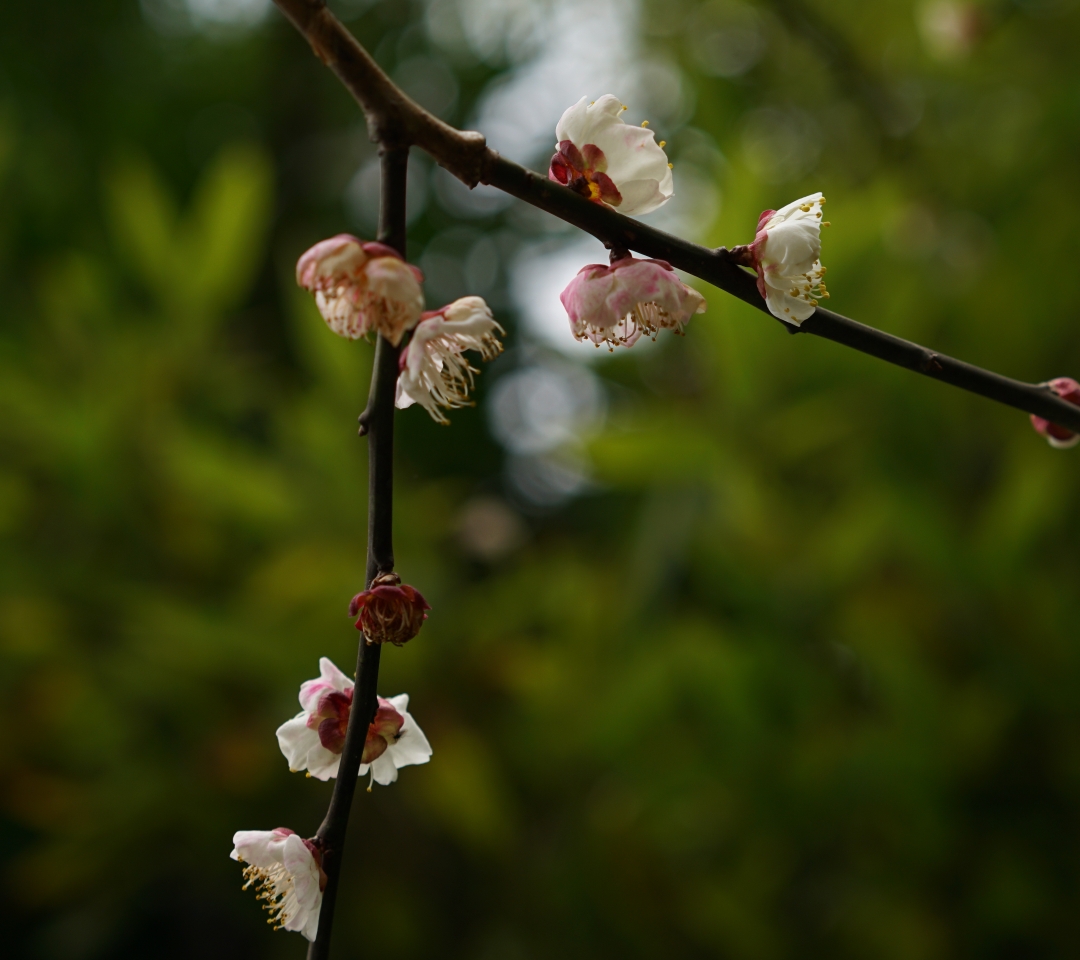 春雨蒙蒙,宁波赏梅