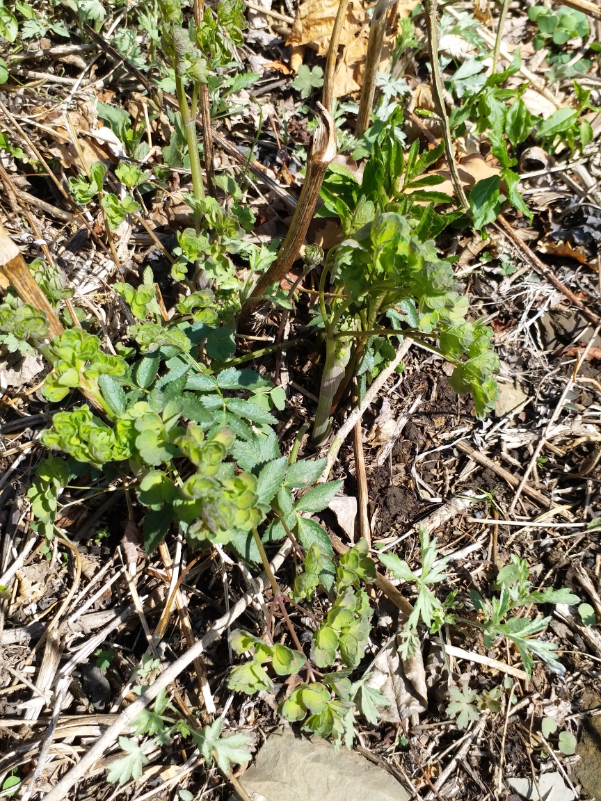 2019东北山野菜之一刺嫩芽猫爪子