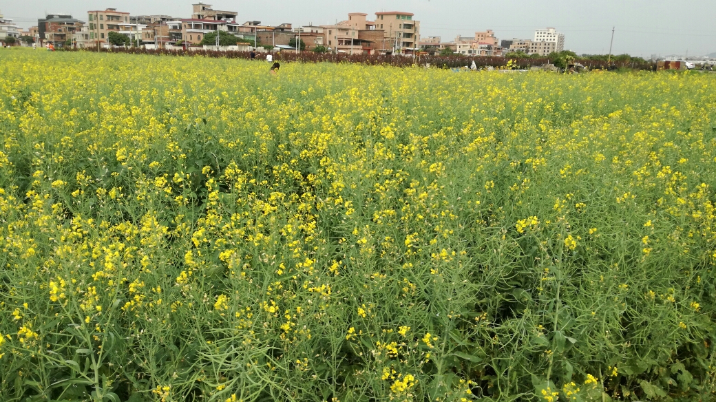 2019319广州钟落潭龙岗村油菜花