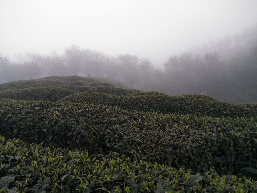 贵州湄潭象山茶博公园      