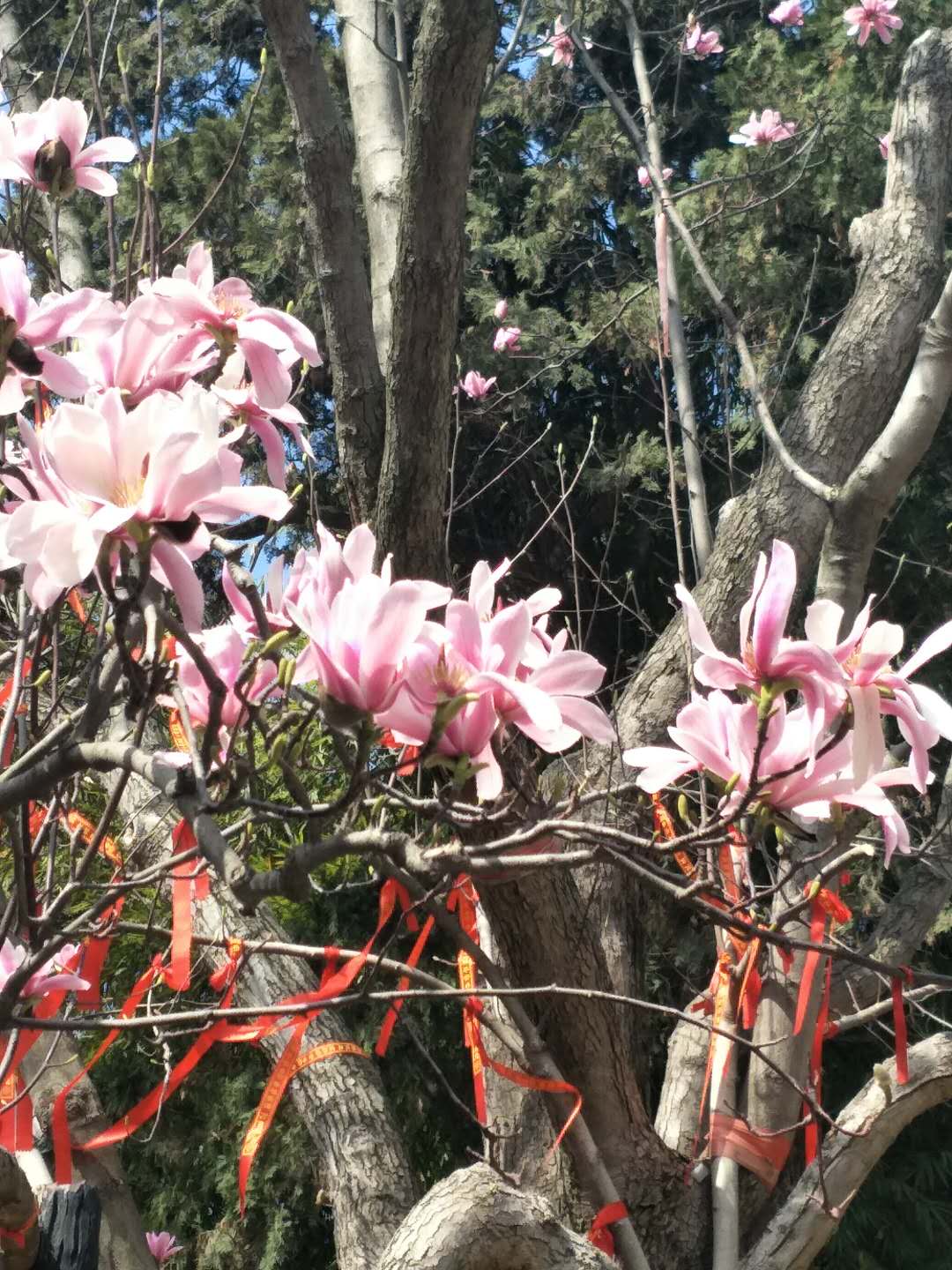 旱莲花开武侯祠,勉县旅游攻略 - 马蜂窝