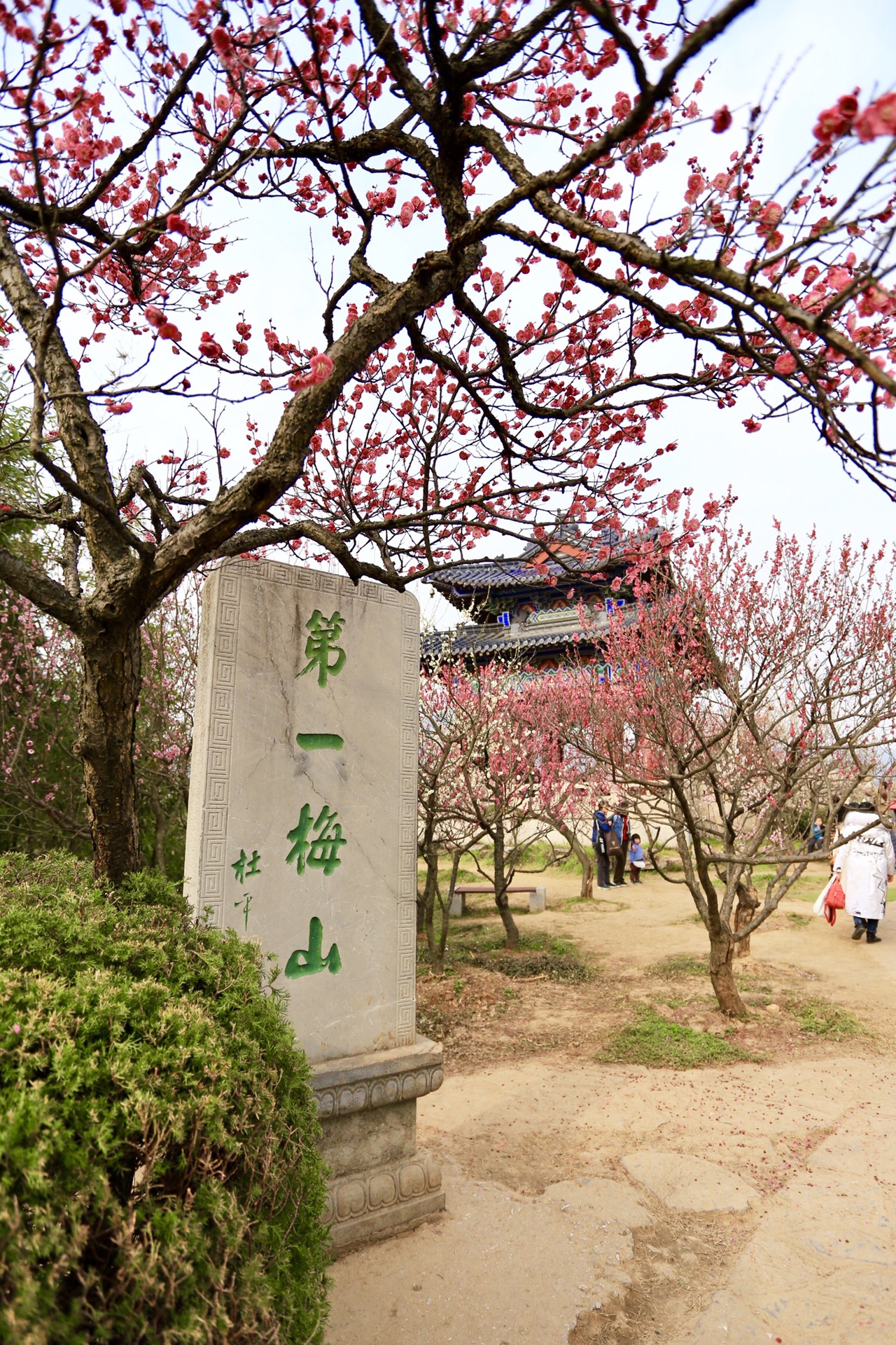 南京赏梅踏春,苏州小桥流水,同里粉墙瓦黛,尽看江南春光.