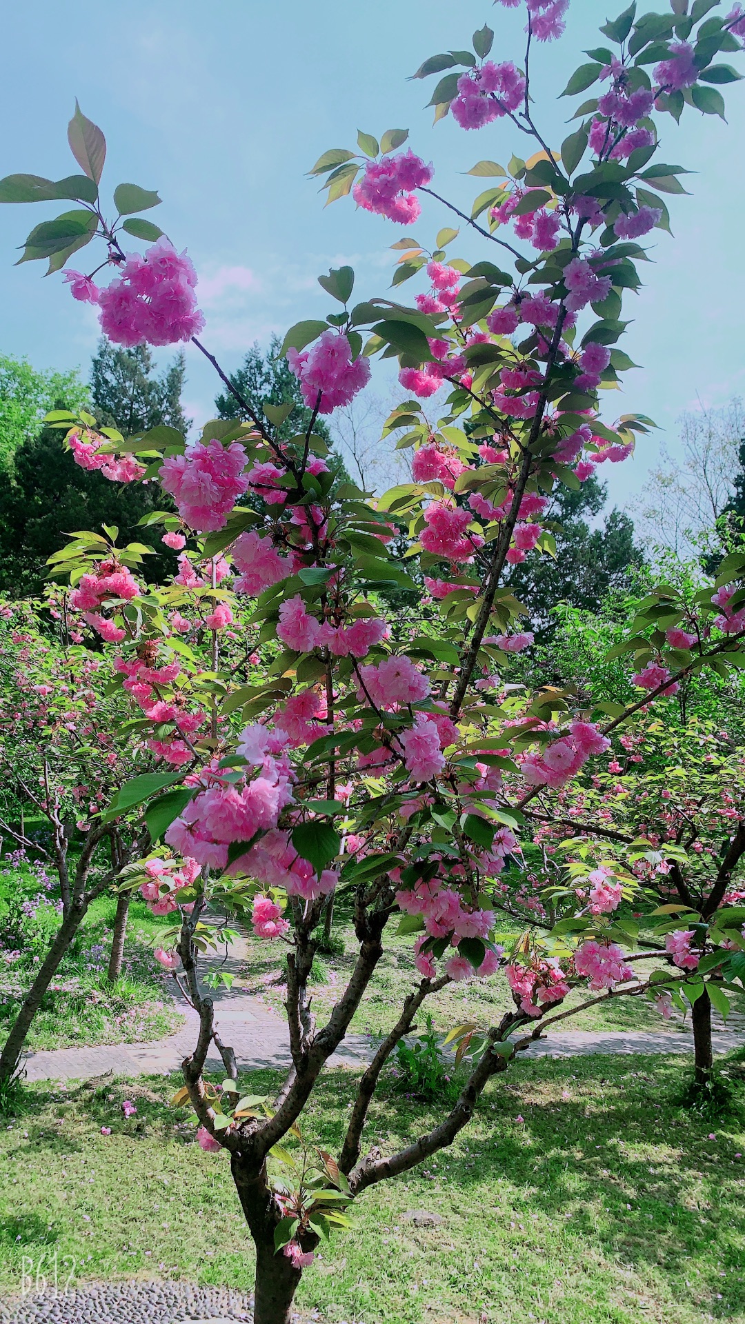 烟花二月去踏青来哎春光无限少年心来哎