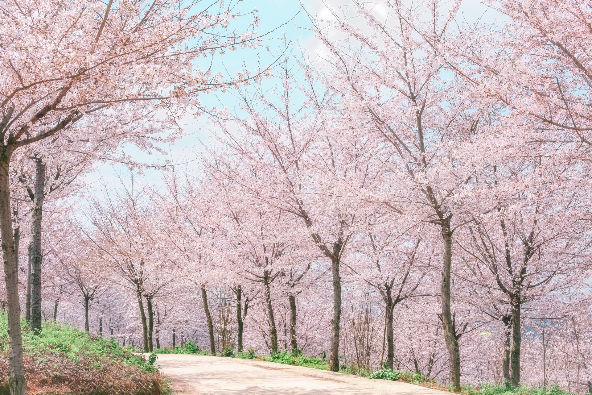 春游贵阳网红樱花油菜花田