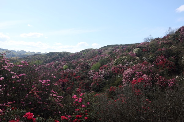 现在可以去贵州毕节吗 wKgEaVyrEAyAEfStABJmNwPYATo02.jpeg?imageView2%2F2%2Fw%2F600%2Fh%2F600%2Fq%2F90