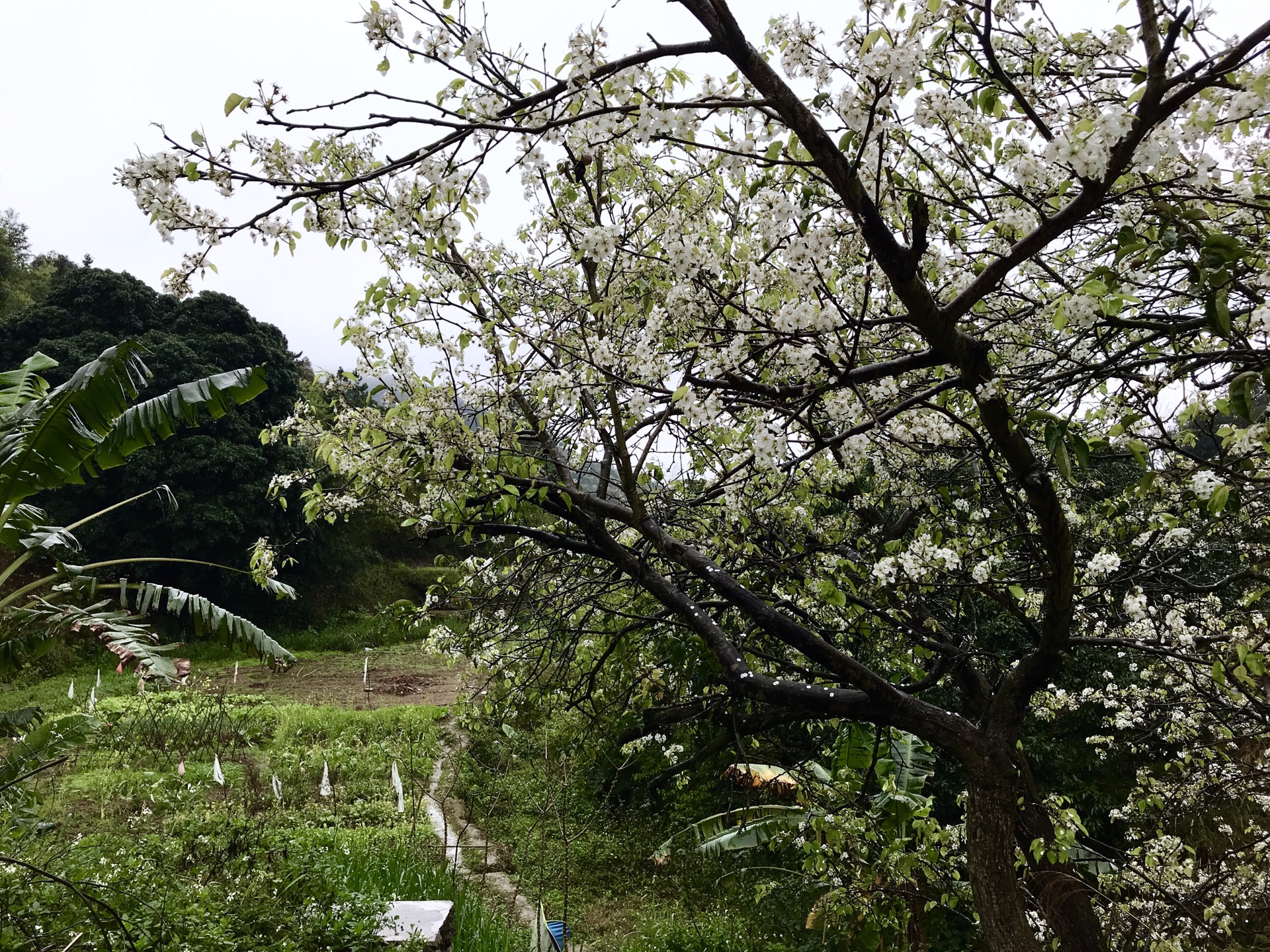 碗窑梨花谷景区        