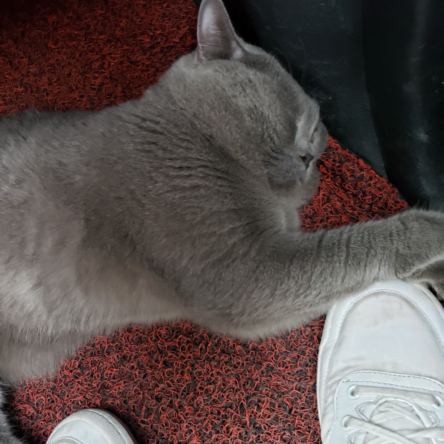 鸬鹚哦