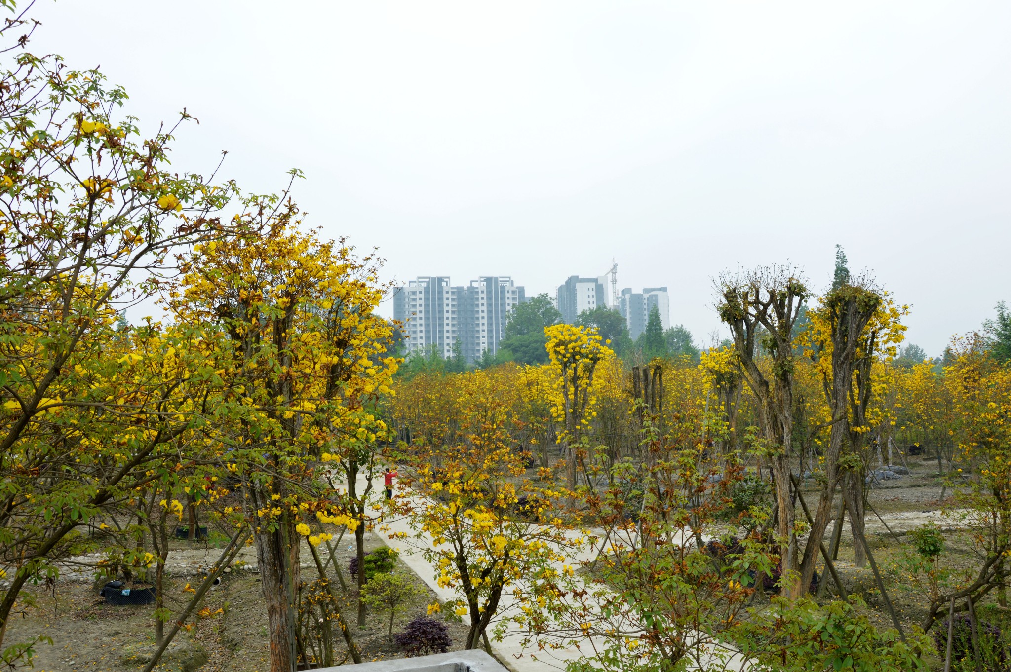 【成都】温江蓝枫园——黄花风铃木,诗一般的美好