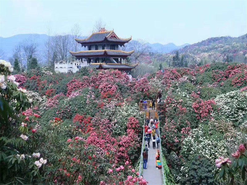 百里杜鹃花海一日游(天天发团)