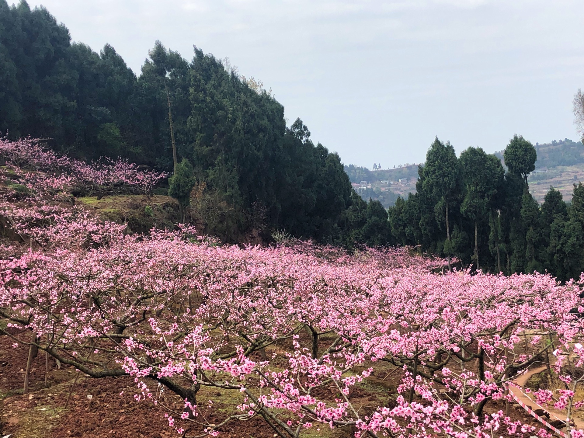 成都龙泉驿桃花盛开了