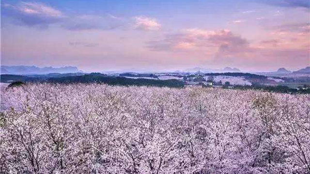 贵州平坝樱花风景区一日游(万亩樱花园 纯玩无购物 特色午餐 不去日本