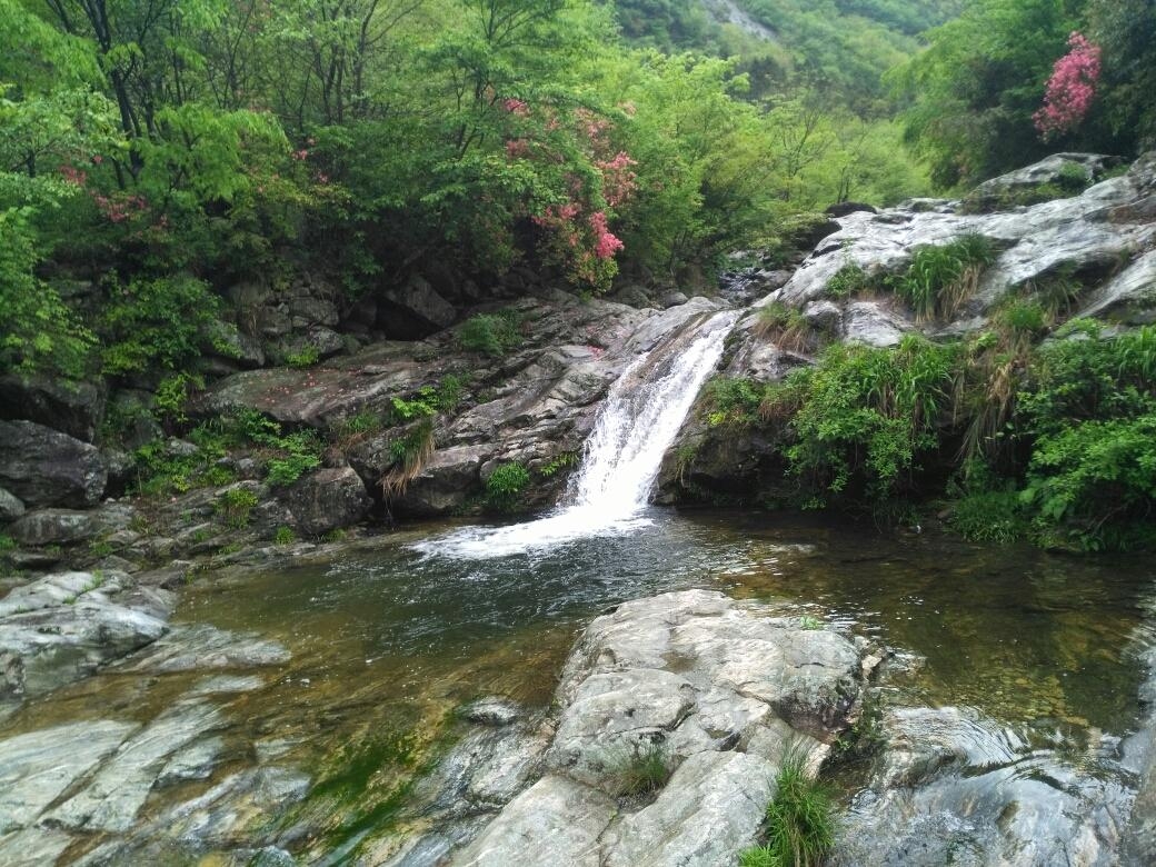 金寨县马鬃岭景区一年一度的赏花季节又要到了