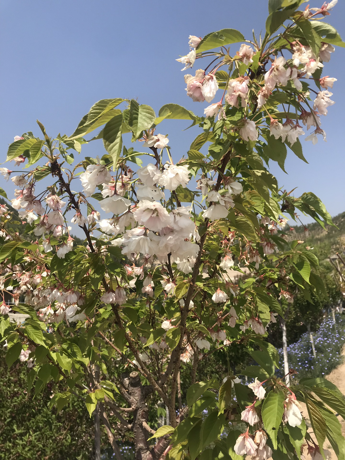 山西太原圪僚沟玉泉山公园看樱花