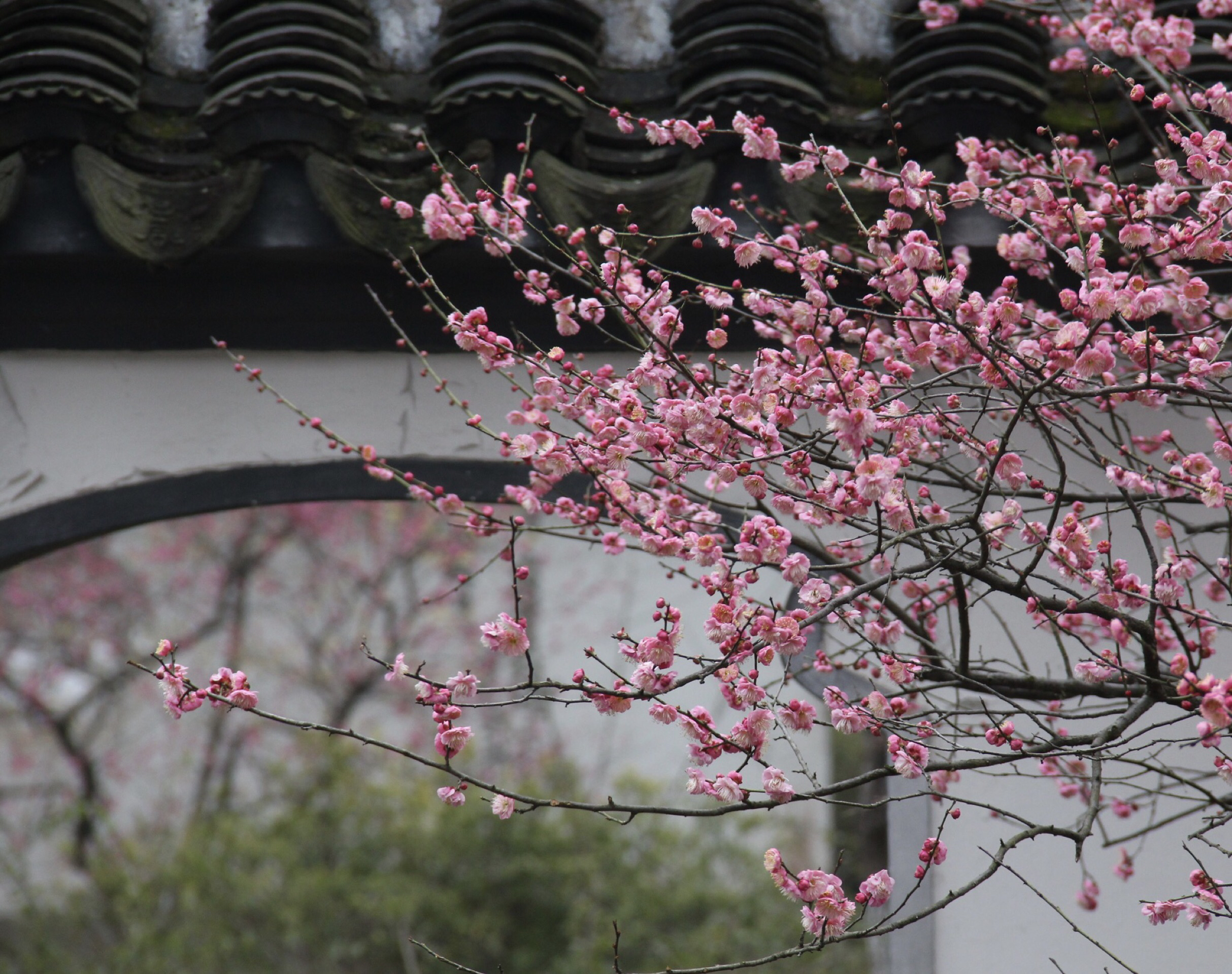 【南京梅花节】2019南京国际梅花节攻略，2019南京国际梅花节活动详情