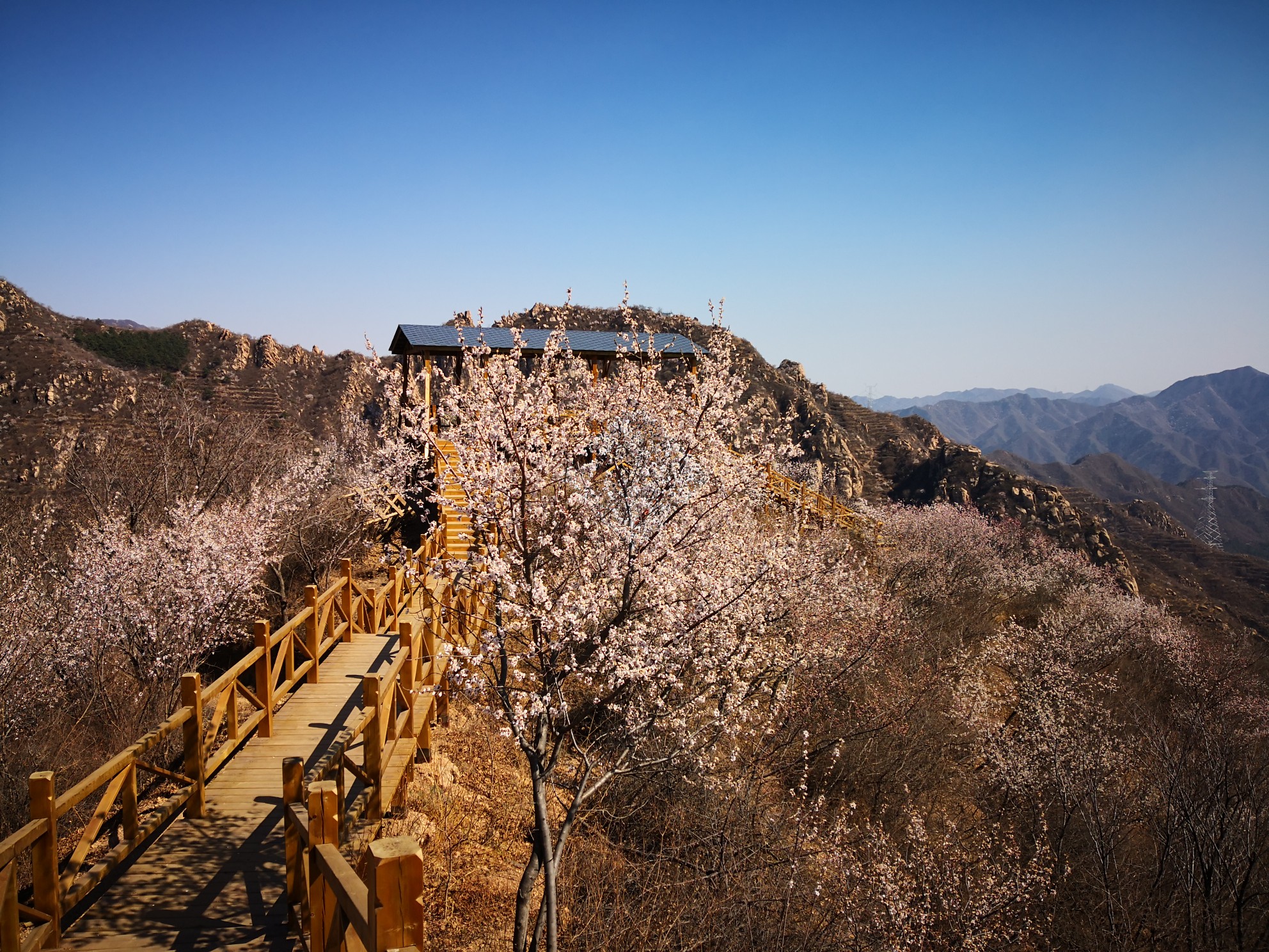 2019京郊赏花季——昌平大岭沟风景区猕猴桃谷